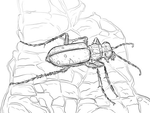 Six Spotted Tiger Beetle Coloring Page